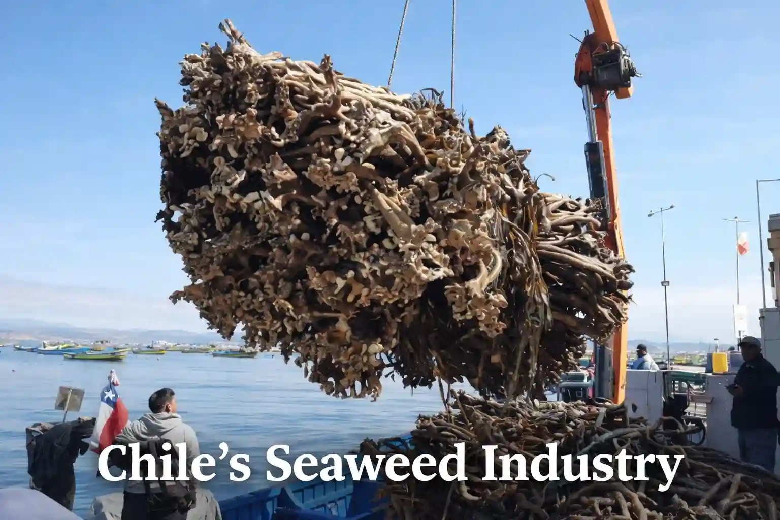 Chile Seaweed Industry