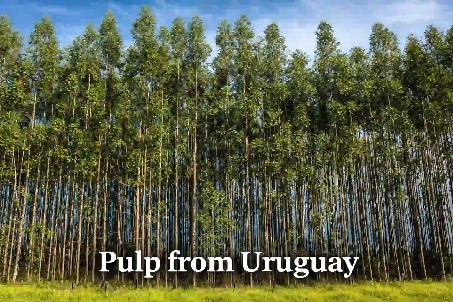 Pulp from Uruguay — eucalyptus plantations and mill infrastructure