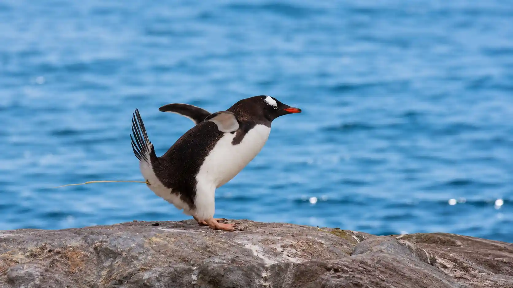 Penguin guano climate data Marambio Base Argentina Antarctica