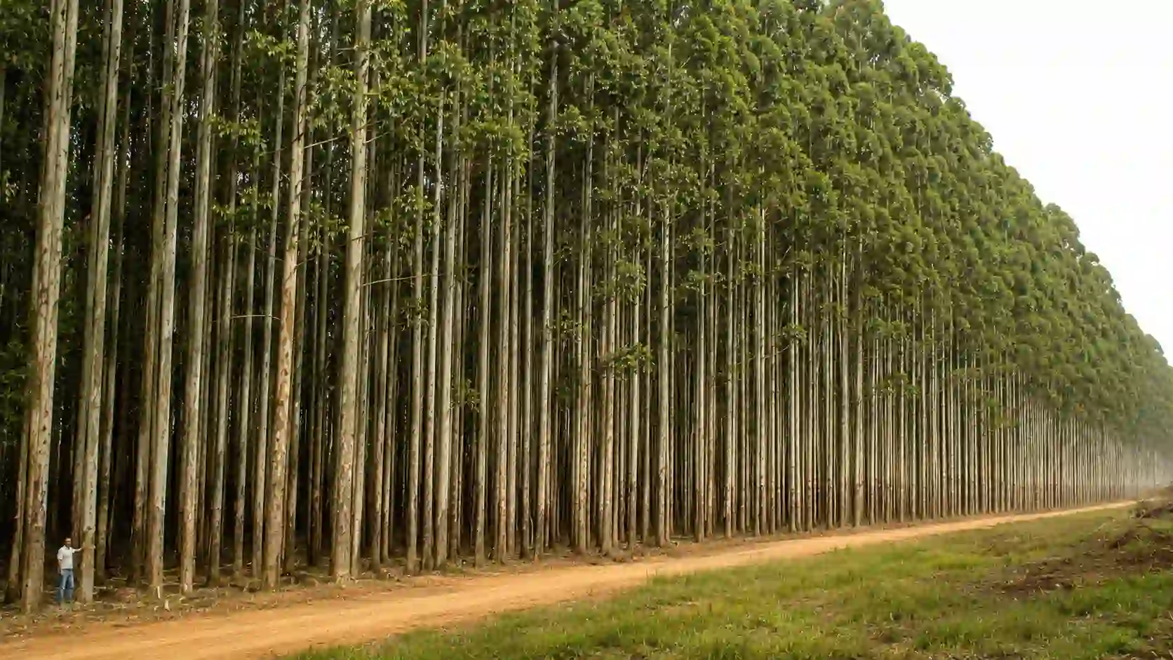 Paracel company insight covering Paraguay’s planned pulp mill, eucalyptus plantations, forestry industrial hub and river logistics