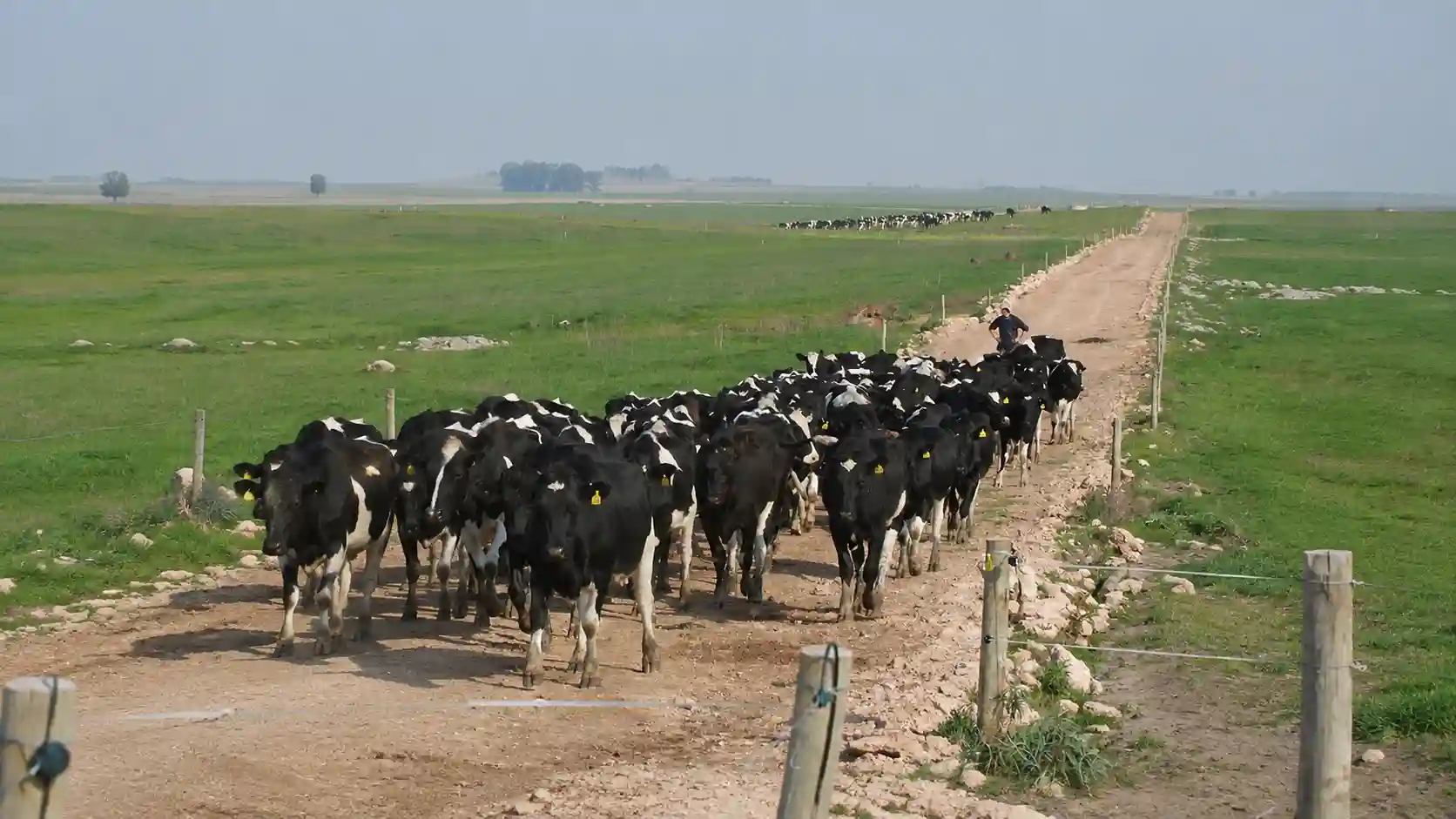 Uruguay dairy export system covering milk production, processors, whole milk powder and international markets