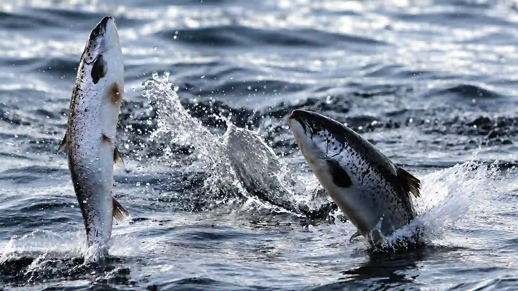 Chile salmon industry and aquaculture