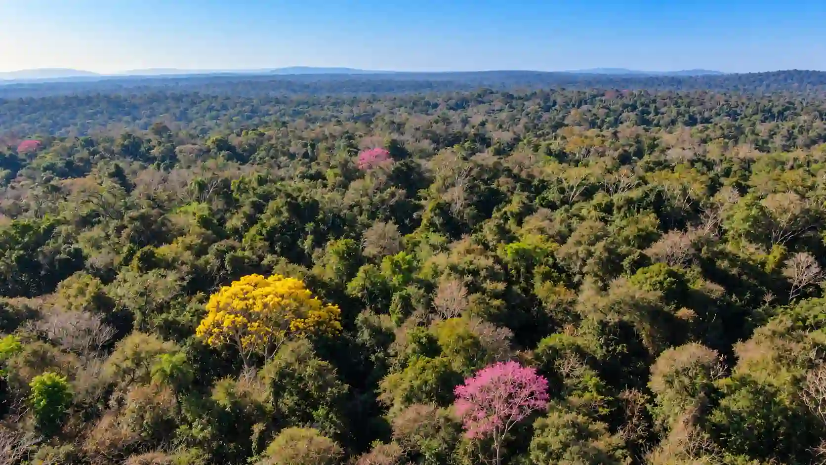 Illustrative rural landscape accompanying Econosur’s analysis of agroforestry financing in Paraguay